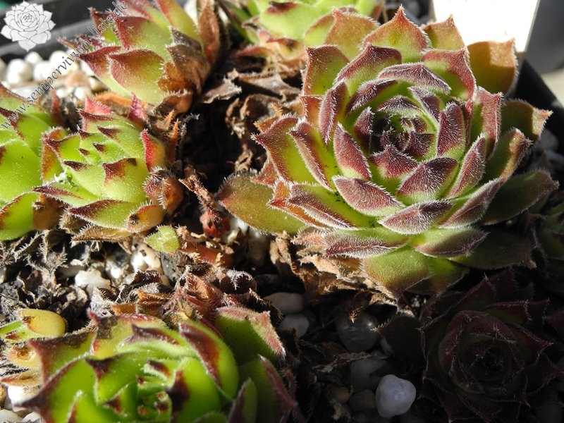 davisii from road Ispir to Yusufeli