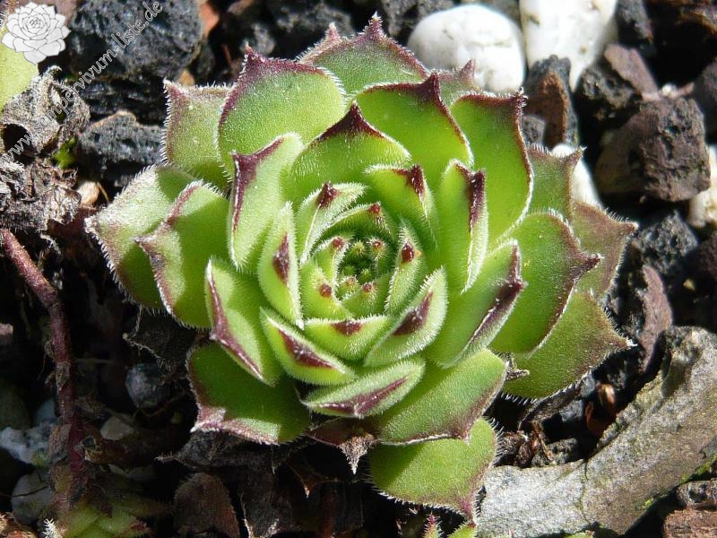 davisii from road Ispir to Yusufeli