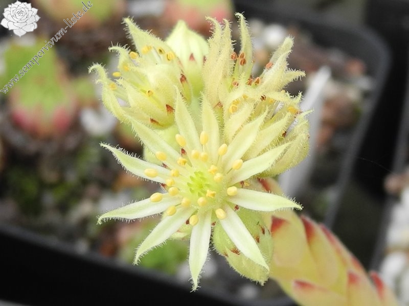 davisii from road Ispir to Yusufeli