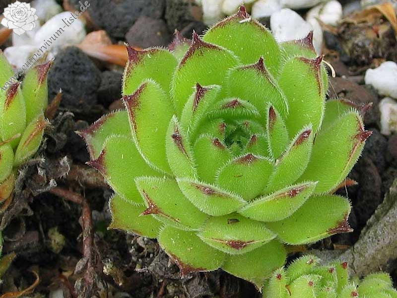 davisii from road Ispir to Yusufeli