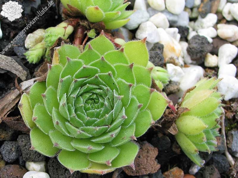 davisii from road Ispir to Yusufeli