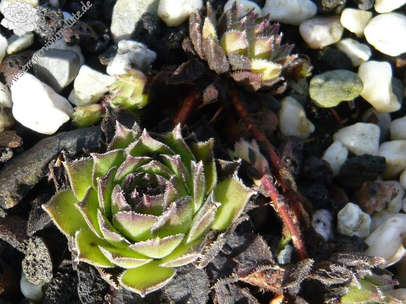 davisii from road Ispir to Yusufeli