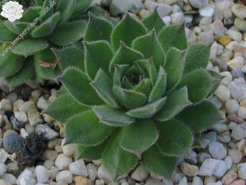 davisii from road Ispir to Yusufeli