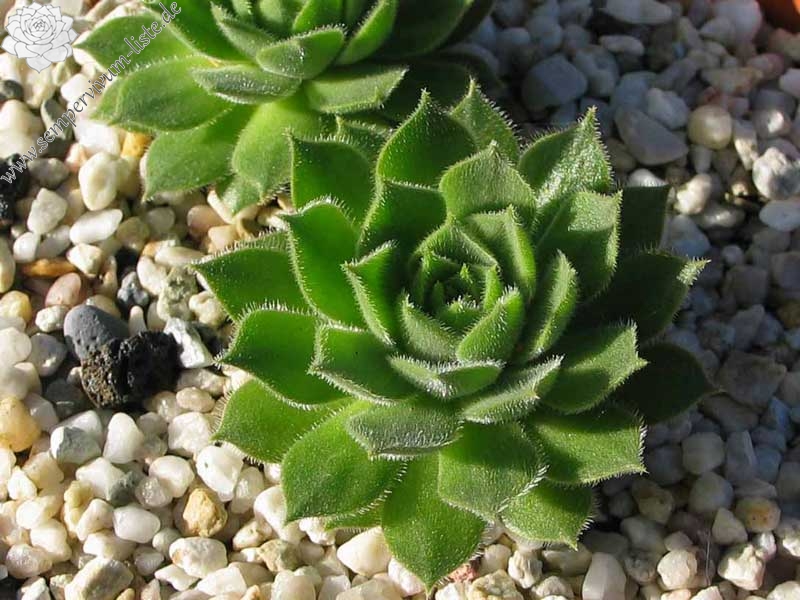 davisii from road Ispir to Yusufeli