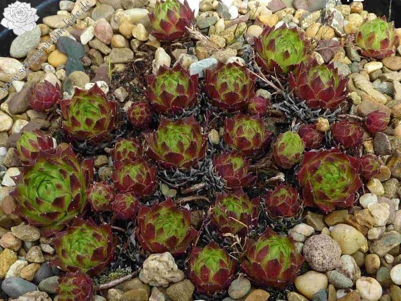 cantabricum ssp. urbionense from Sierra de la Demanda