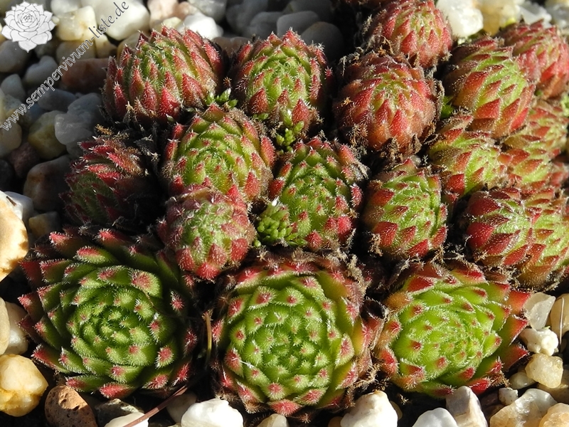 dolomiticum x S. montanum