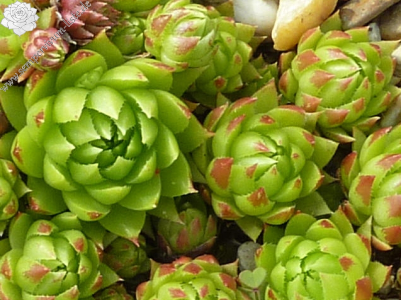 globiferum ssp. hirtum (tatrensis) from Ďumbier