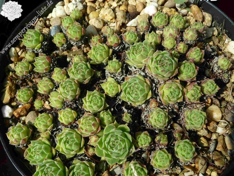 cantabricum ssp. cantabricum from Picos de Europa