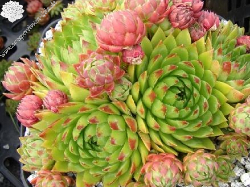 globiferum ssp. hirtum from Falere