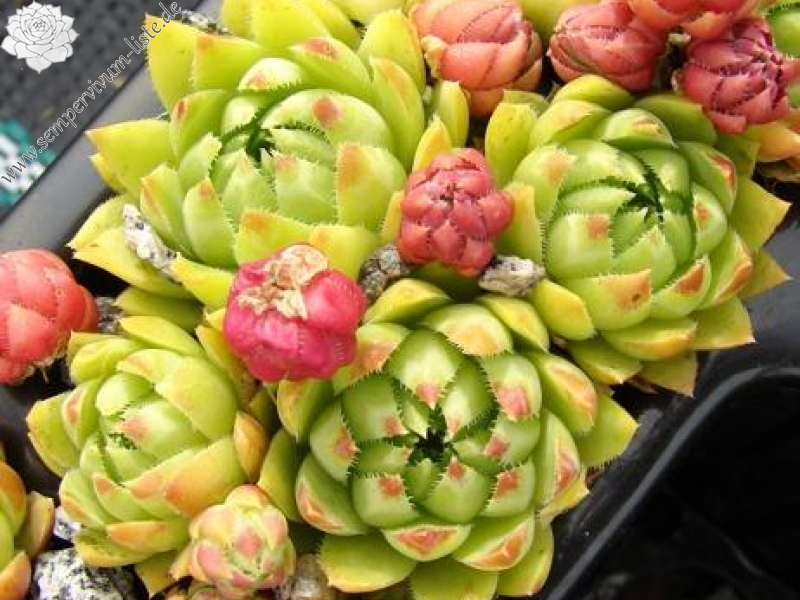 globiferum ssp. hirtum from Falere