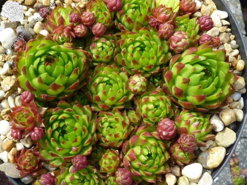 globiferum ssp. hirtum from Falere