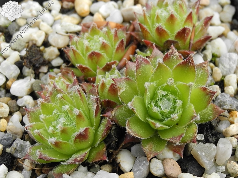 fauconnetii (x thompsonii)
