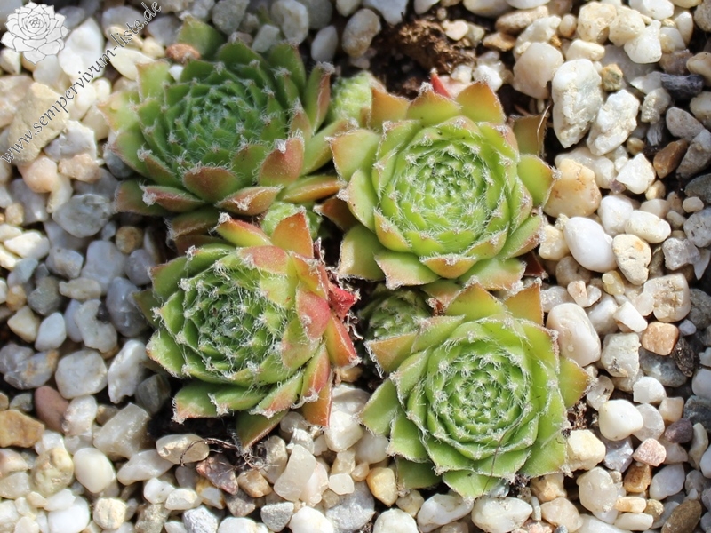 fauconnetii (x thompsonii)