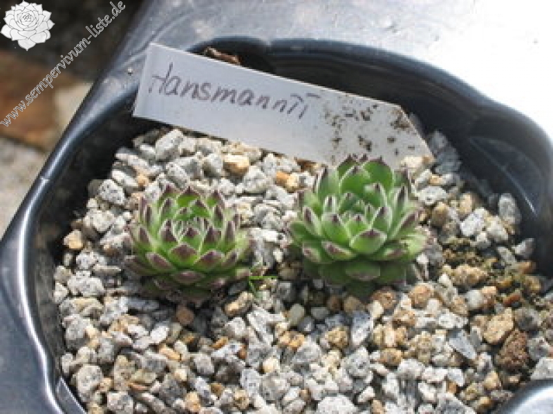 fauconnetii (x hausmannii)