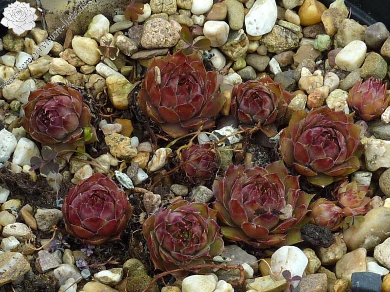 fauconnetii (x hausmannii)