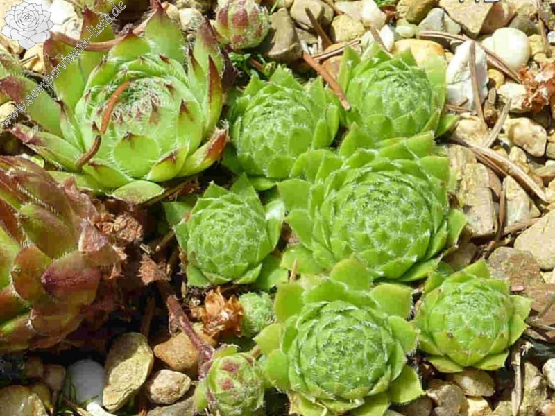 fauconnetii (x heerianum)