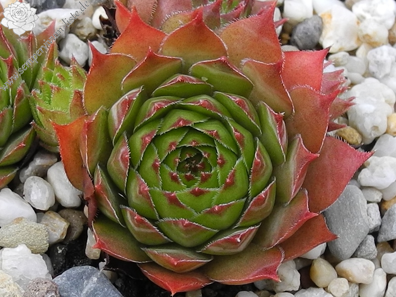 fauconnetii (x penicillatum)