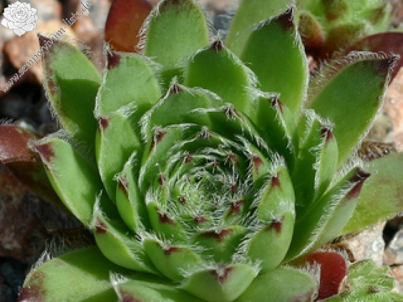 fauconnetii (x pomelii) from Chastel sur Murat
