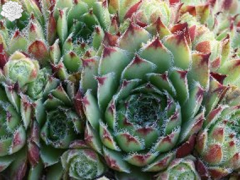 fauconnetii (x pomelii) from Chastel sur Murat