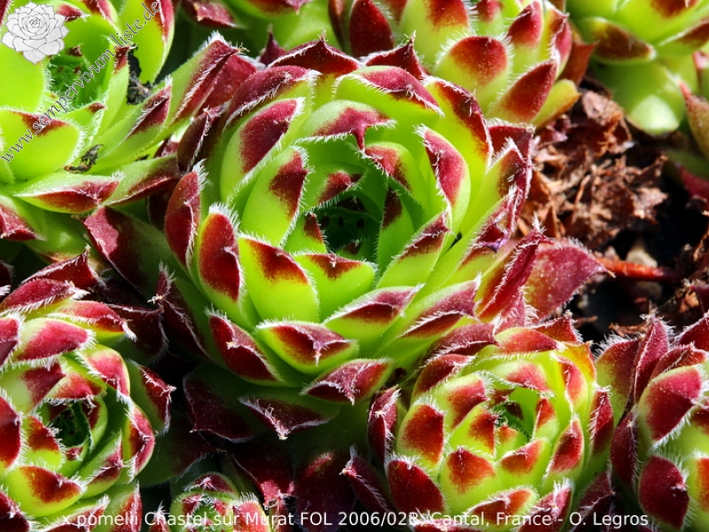 fauconnetii (x pomelii) from Chastel sur Murat