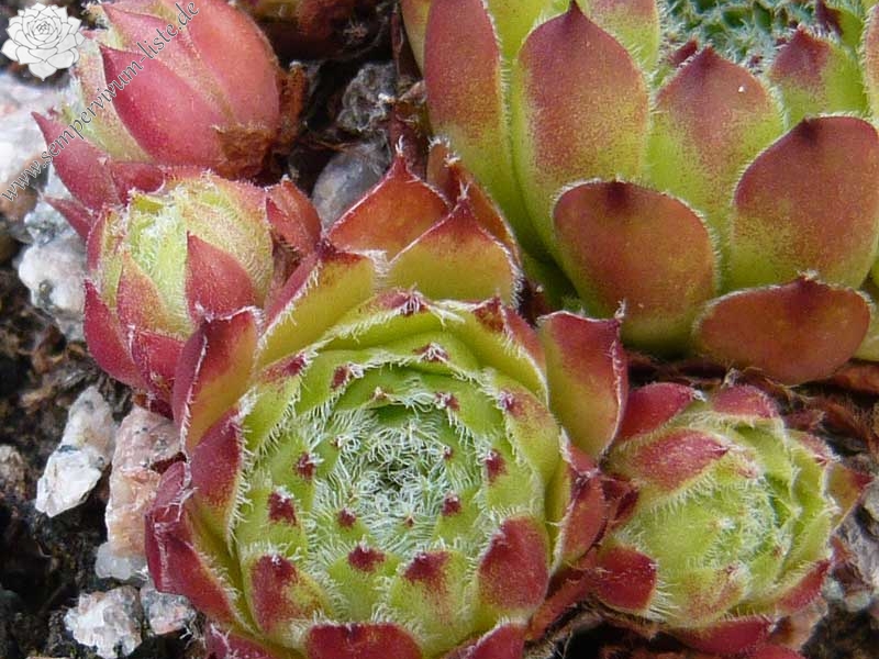 fauconnetii (x pomelii) from Chastel sur Murat