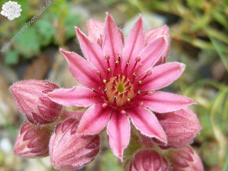 fauconnetii (x pomelii) from Chastel sur Murat