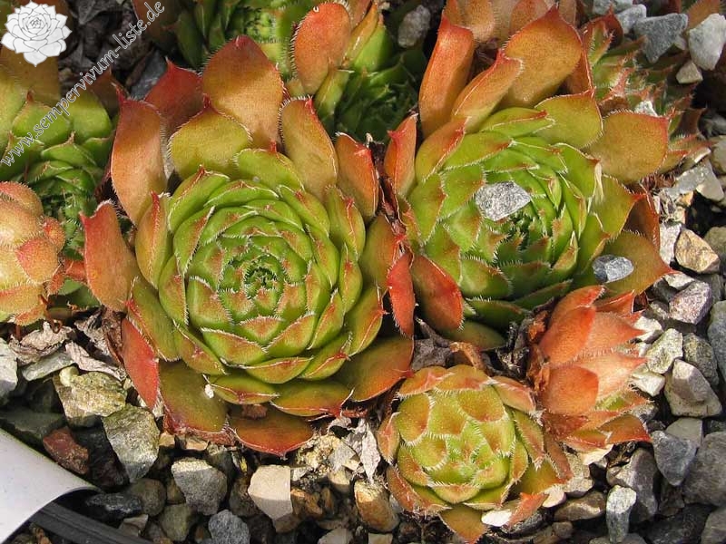 fauconnetii (x rubellum)