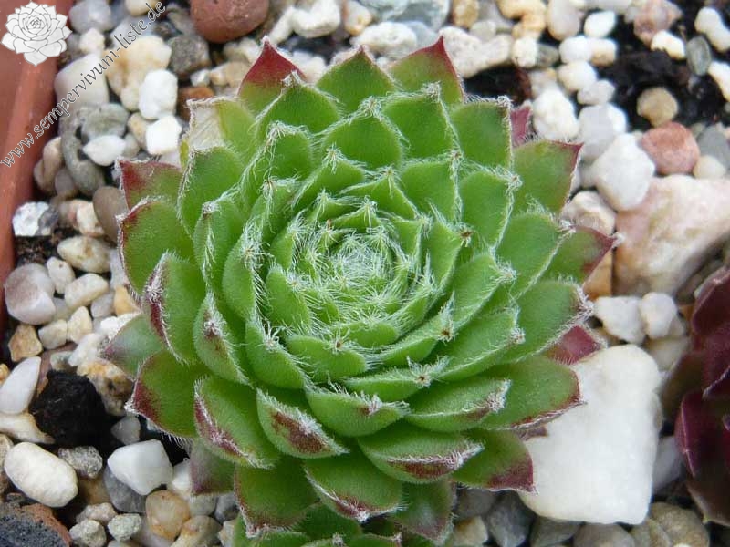 fauconnetii (x thompsonii)