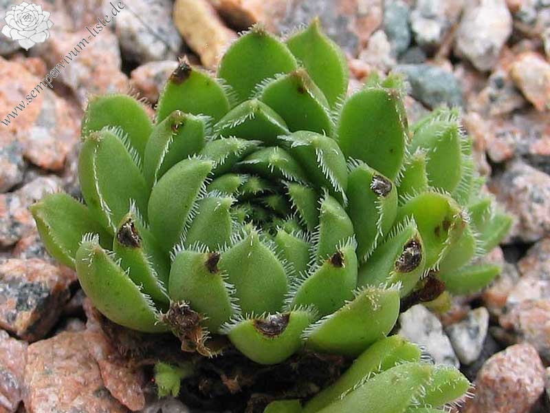 feigeanum from road Zeytinlik to Artvin