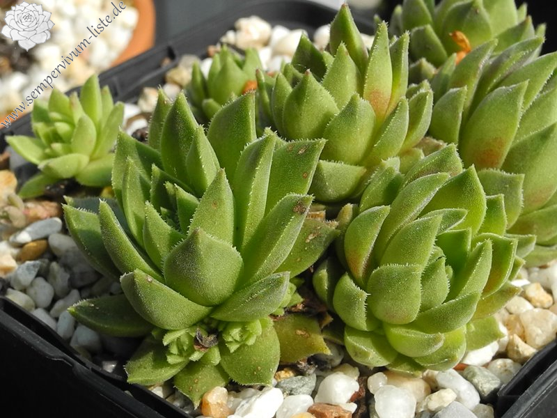 feigeanum (cf.) from Rize (PH1292)