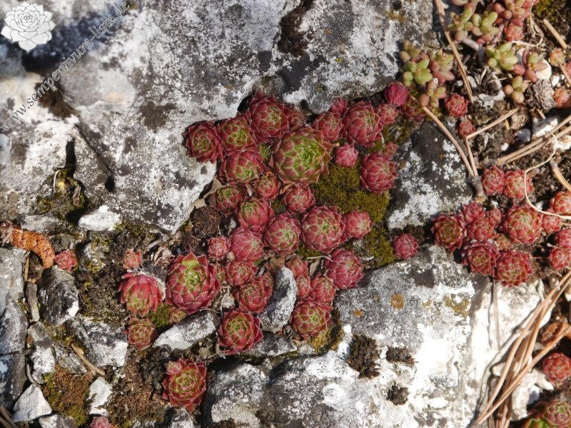 globiferum ssp. hirtum from Fischauer Berge