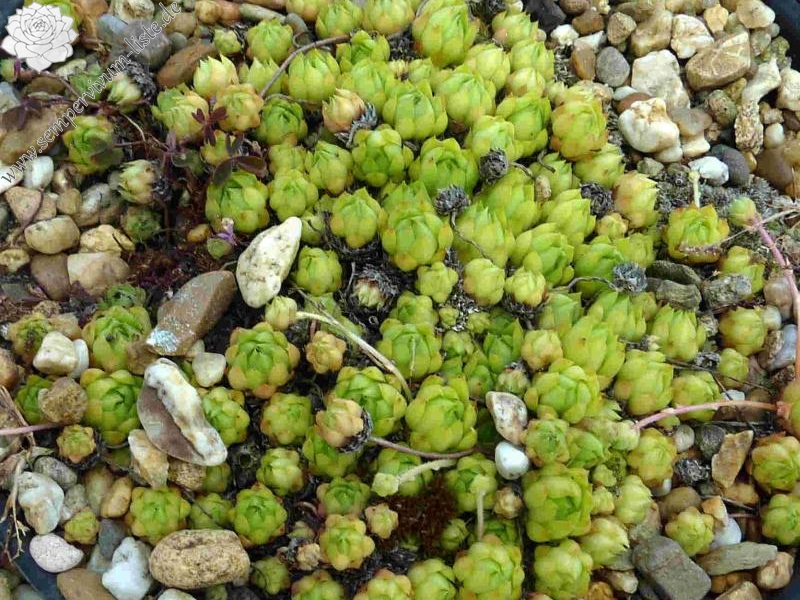 fauconnetii (x flavipilum)