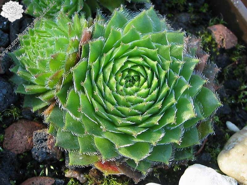 fauconnetii (x fontanae)