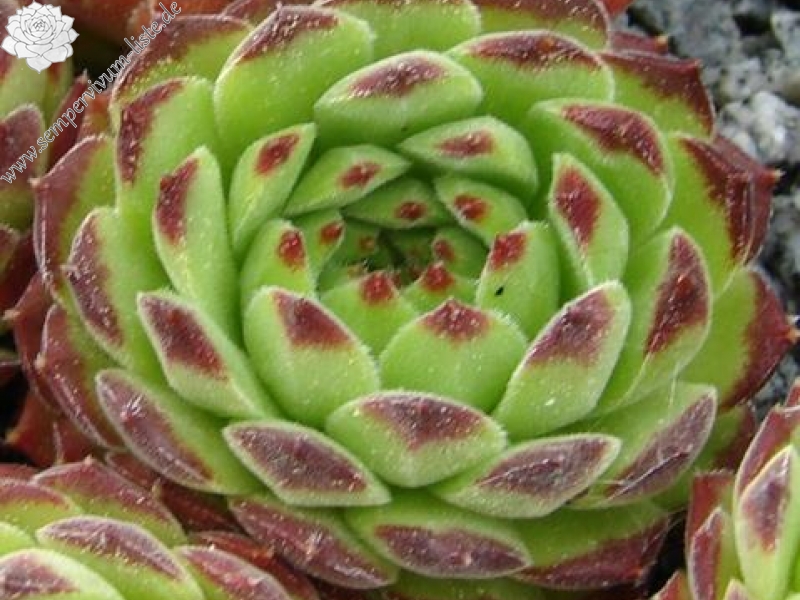 furseorum from Haldizen Dağları (Typ PH8024)