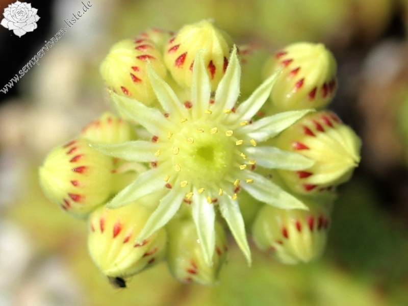 furseorum from Haldizen Dağları (Typ PH8024)