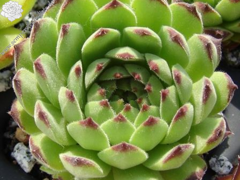 furseorum from Haldizen Dağları (Typ PH8024)