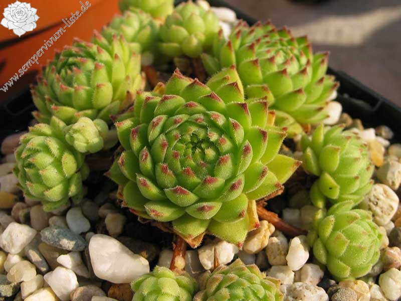 furseorum from Haldizen Dağları (Typ PH8024)