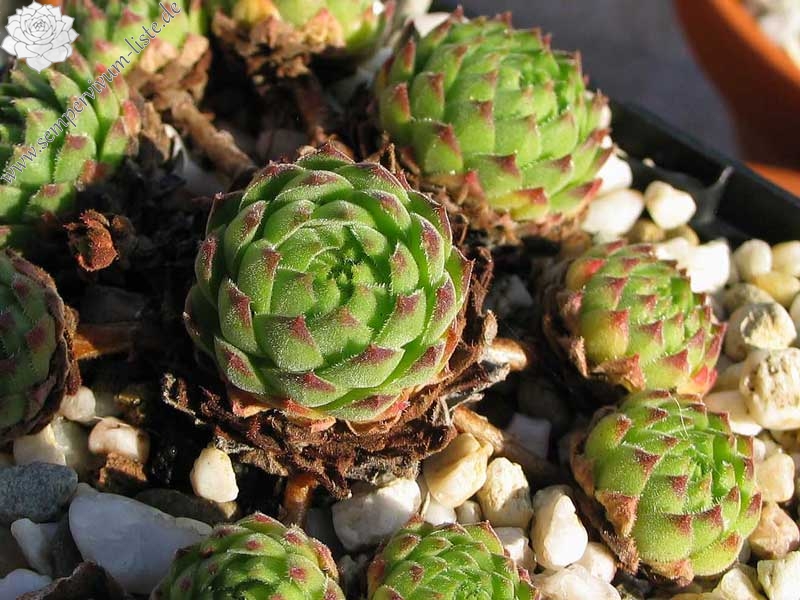 furseorum from Haldizen Dağları (Typ PH8024)