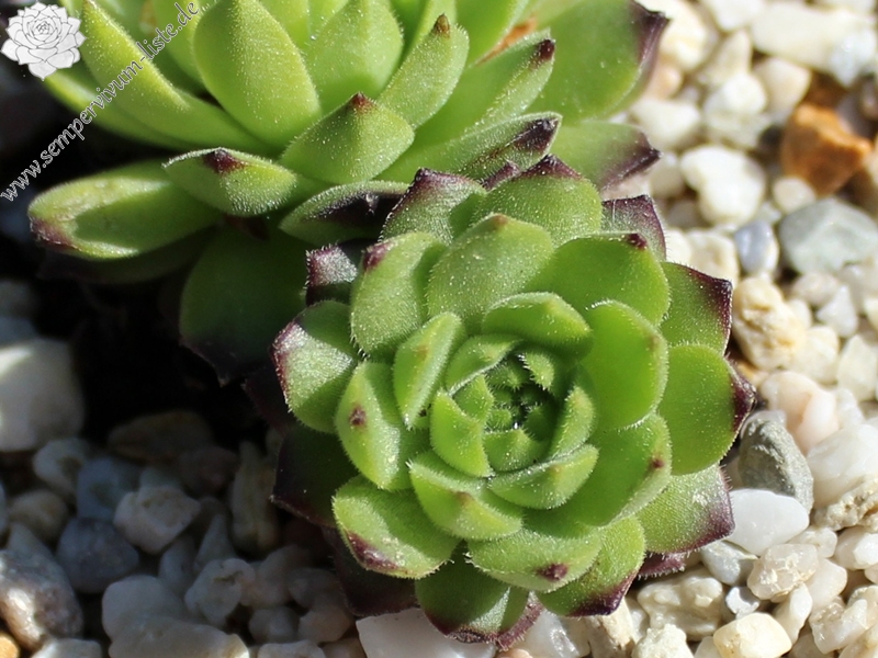 furseorum from road Bayburt near Kilicakaya
