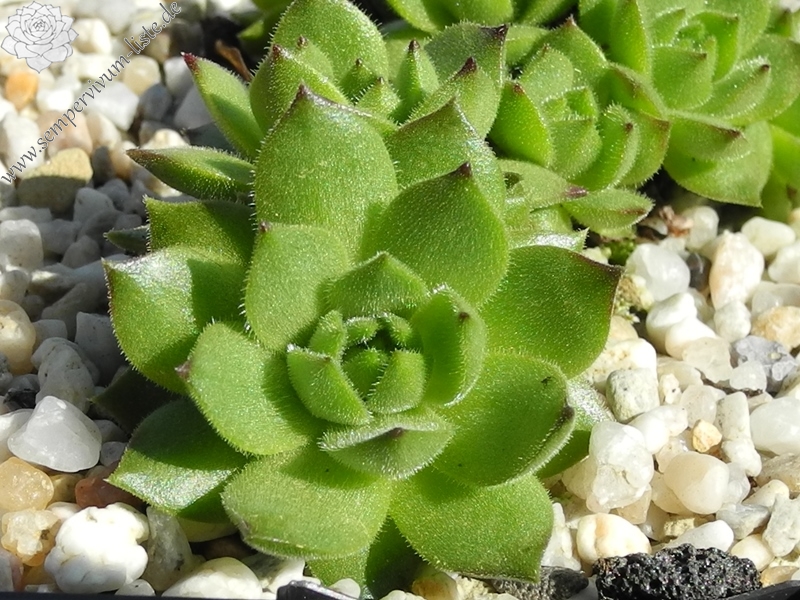 furseorum from road Bayburt near Kilicakaya