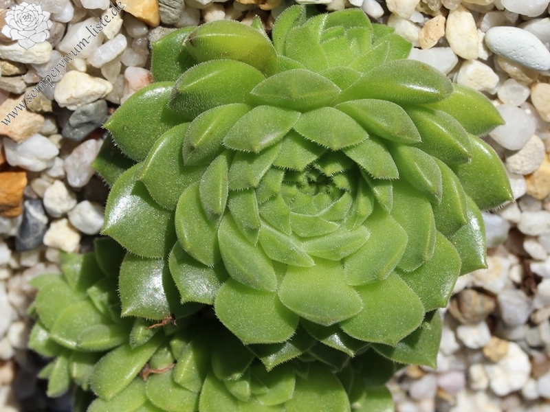 furseorum from road Bayburt near Kilicakaya
