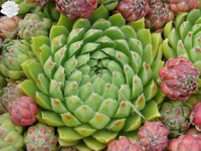 globiferum ssp. hirtum from Görgeliho Tunel