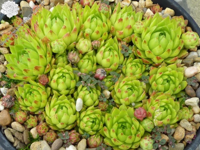 globiferum ssp. hirtum (tatrensis) from Garád