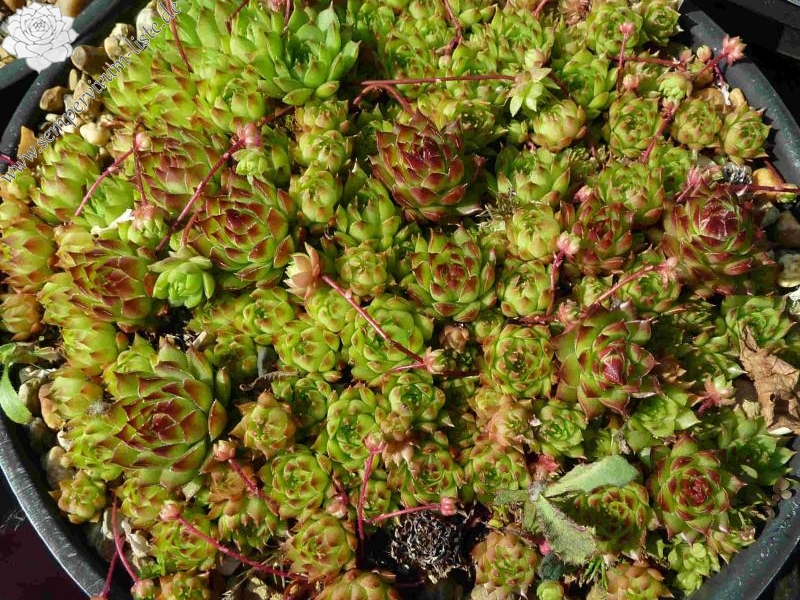 caucasicum from Georgien