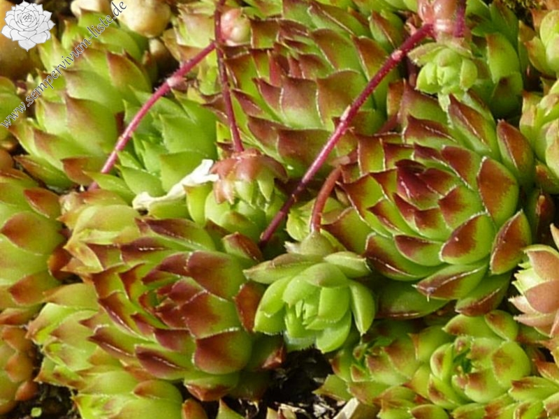 caucasicum from Georgien