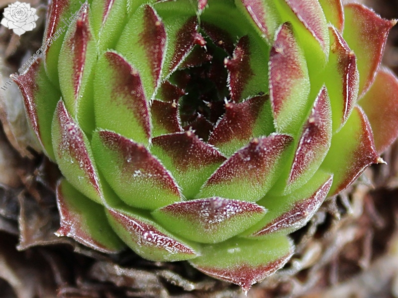 gillianii cf. from Ilgaz Dagi (Typ PH8058)