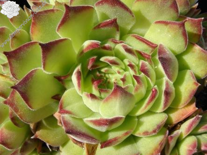 gillianii cf. from Işık Dağı (Typ PH8059)