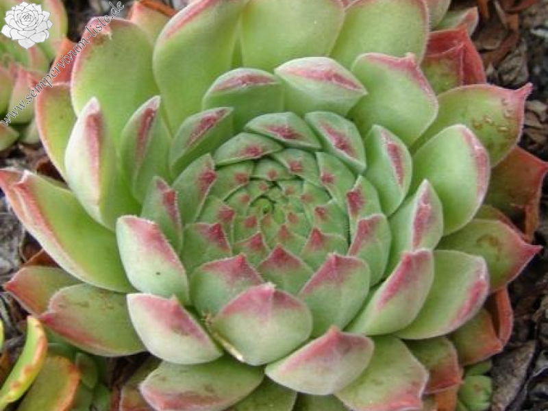 gillianii from Soğuksu Millî Parkı (Typ PH1299)