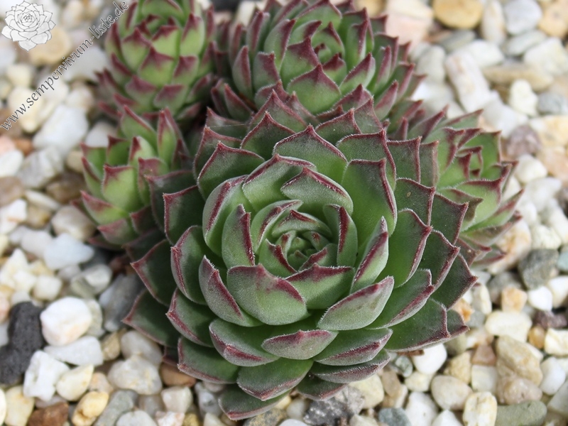 gillianii from Soğuksu Millî Parkı (Typ PH8063)