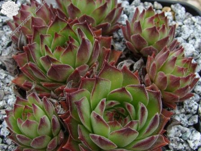 gillianii from Soğuksu Millî Parkı (Typ PH8063)